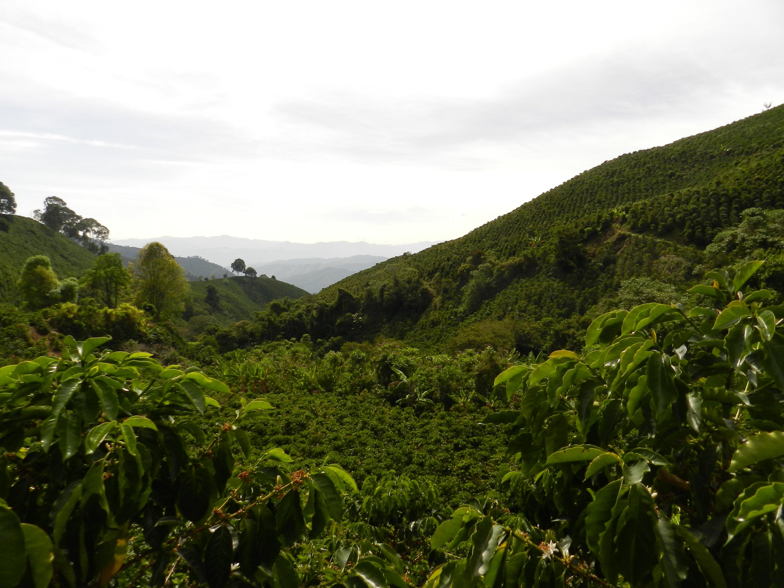 Coffee plantation, Colombia