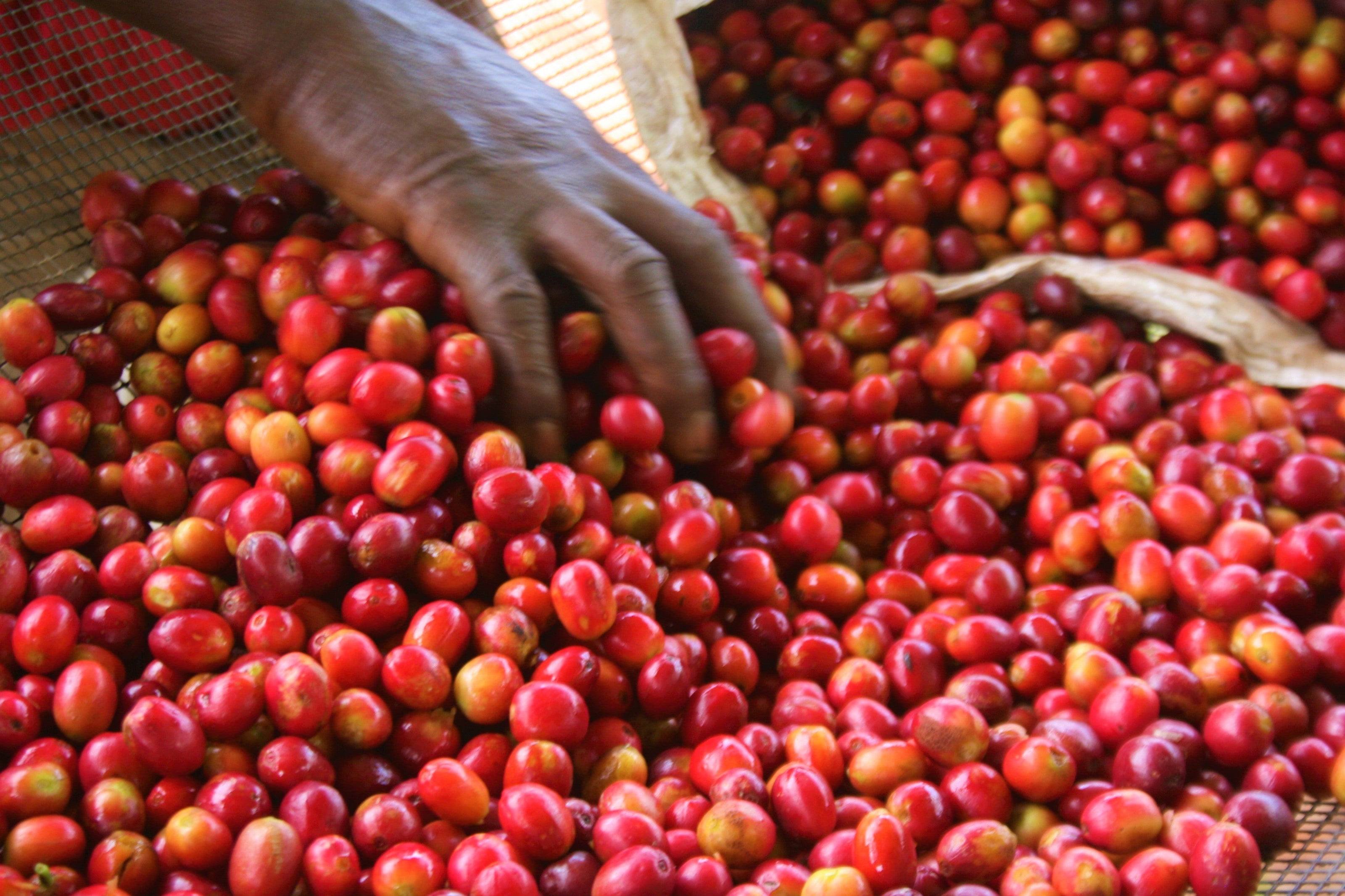 Burundi: Red Bourbon Coffee Cherries