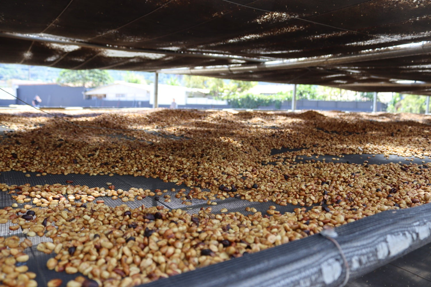 Raw Coffee Drying Beds