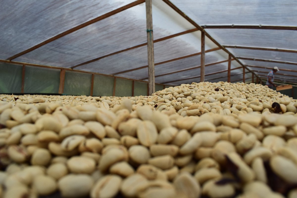 Raw arabica coffee beans