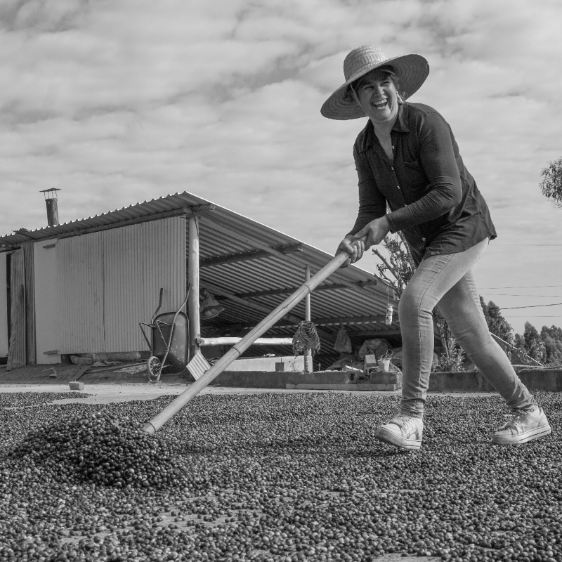 Coffee Farm - Coffee Drying