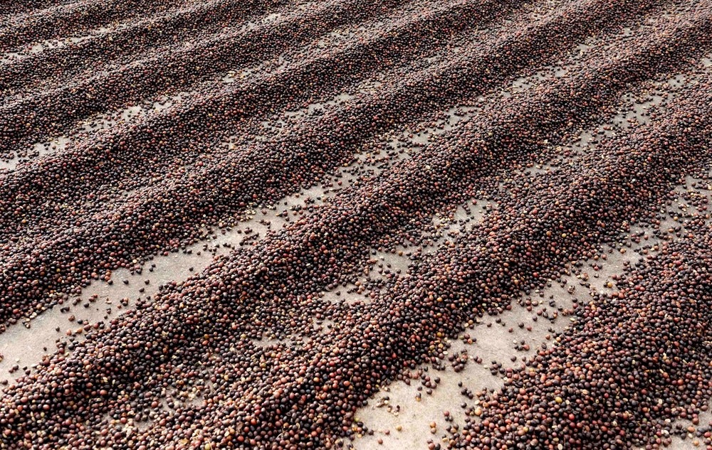 Catuai coffee cherries, Costa Rica