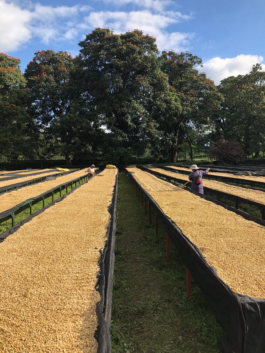 Coffee beans drying, Kenya